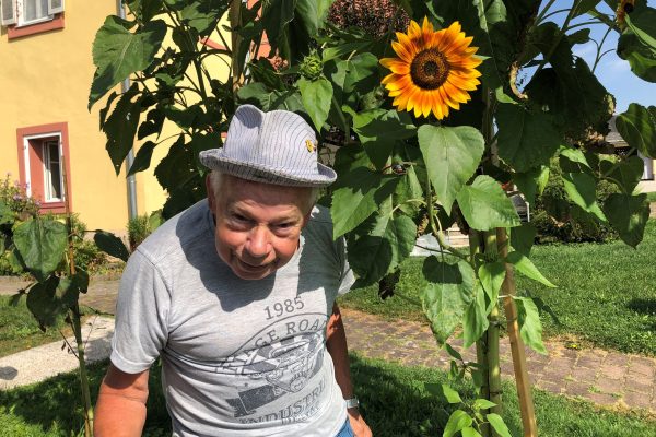 Sonnenblume 5 Walter